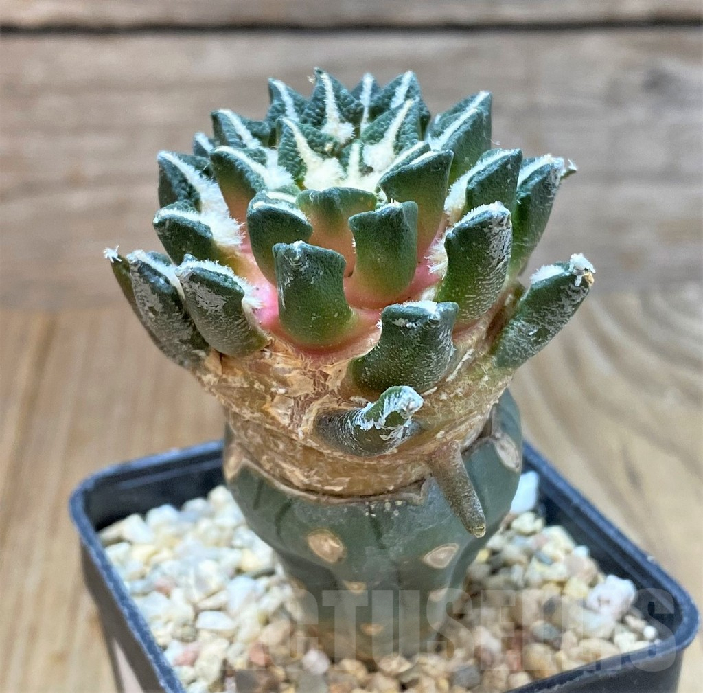 SHPR36036 Ariocarpus kotschoubeyanus v. elephantidens, grafted - Imagen 2