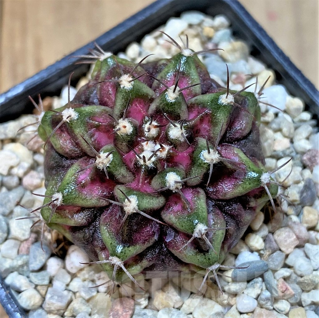 SHPR36056 Gymnocalycium mihanovichii T-lux