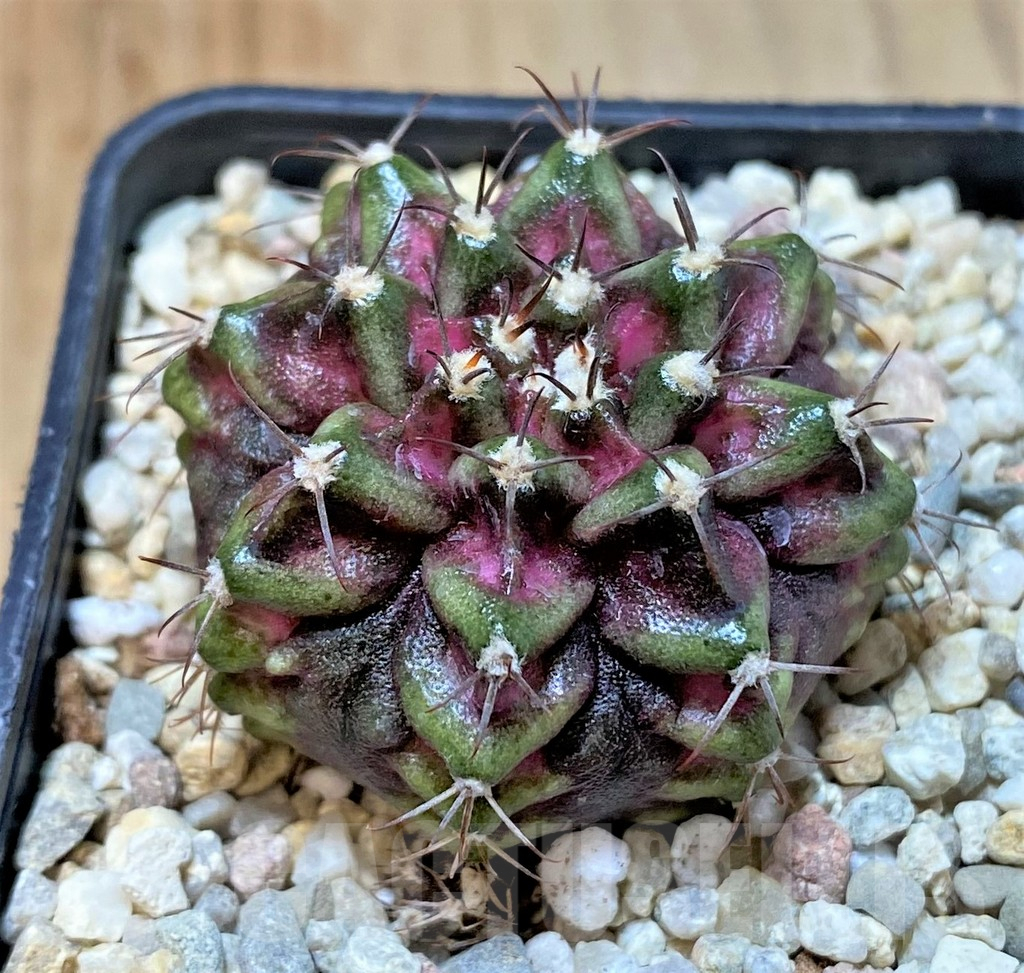 SHPR36056 Gymnocalycium mihanovichii T-lux - Image 2