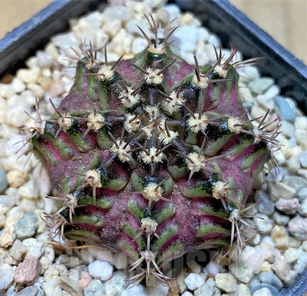 SHPR36057 Gymnocalycium mihanovichii T-lux