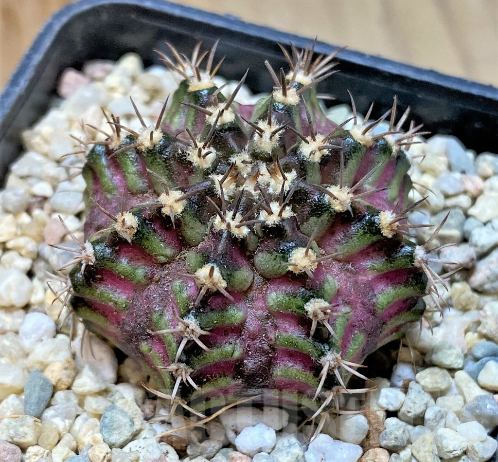 SHPR36057 Gymnocalycium mihanovichii T-lux - Image 2