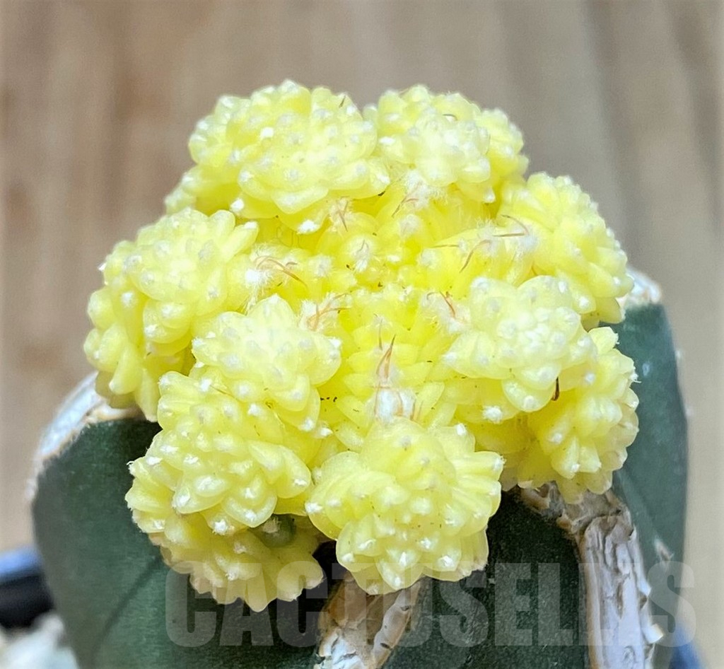 SHPR36037 Aztekium valdezii f. variegata, grafted