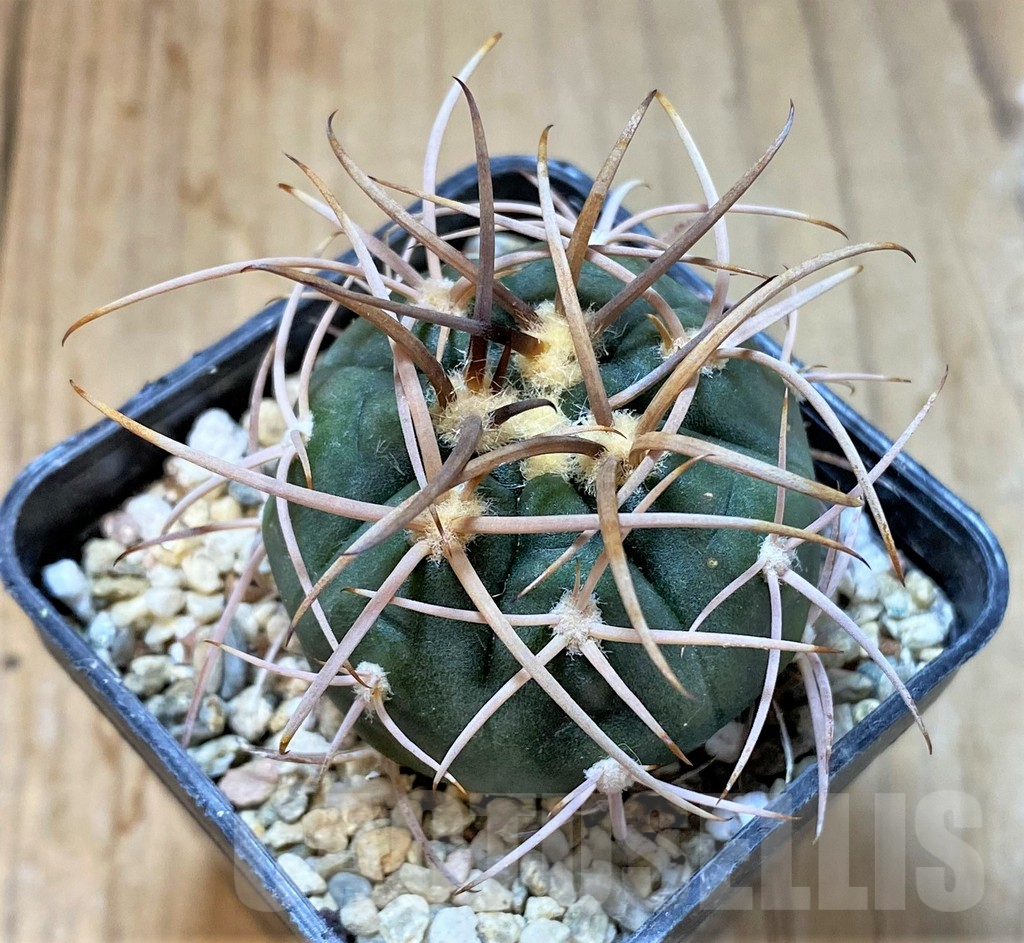 SHPR36061 Gymnocalycium mazanense v. polycephalum P223
