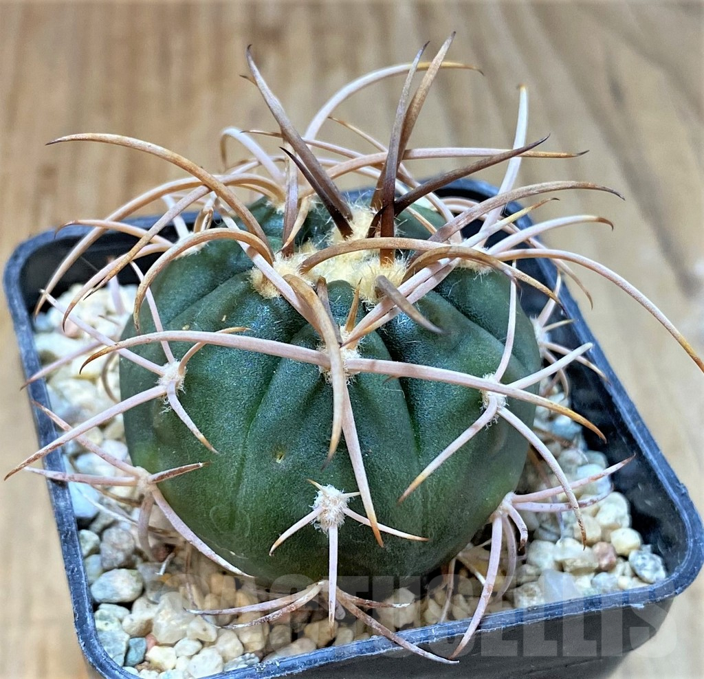 SHPR36061 Gymnocalycium mazanense v. polycephalum P223 - Obrázek 2