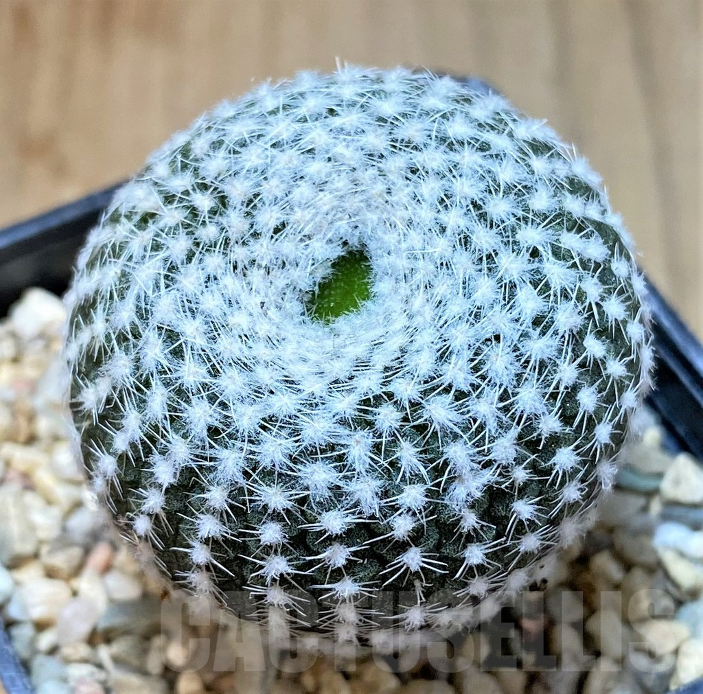 SHPR36062 Frailea larae