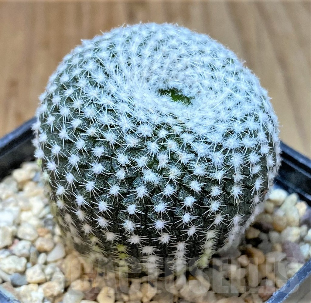 SHPR36062 Frailea larae - Obrázek 2