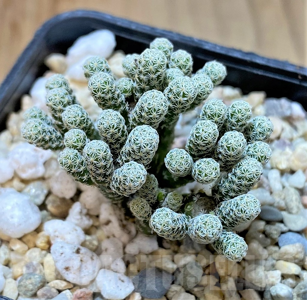 SHPR36063 Turbinicarpus krainzianus v. minimus - immagine 2