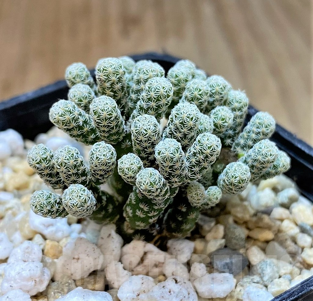 SHPR36063 Turbinicarpus krainzianus v. minimus