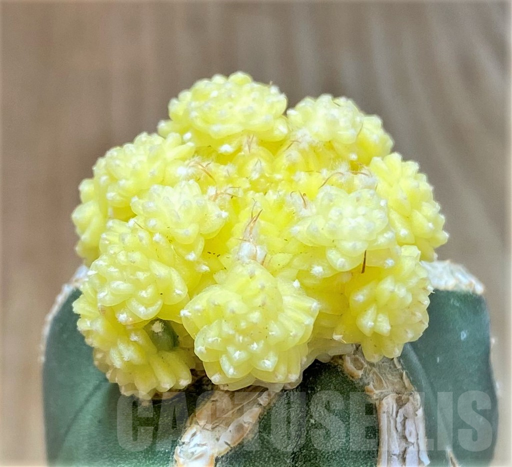 SHPR36037 Aztekium valdezii f. variegata, grafted - Imagen 2