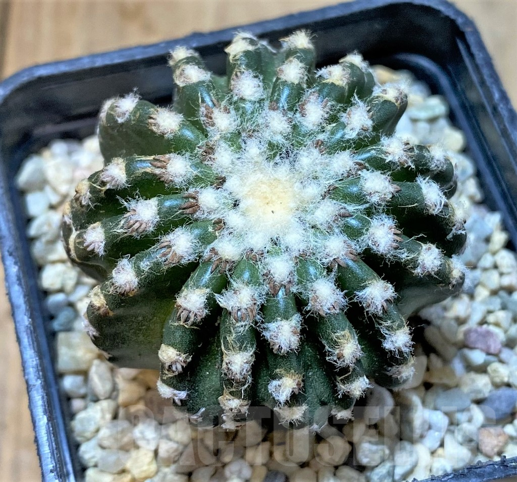 SHPR36064 Discocactus horstii