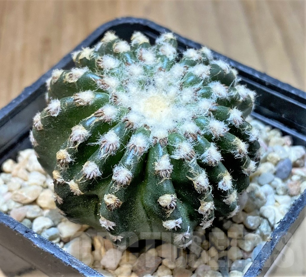 SHPR36064 Discocactus horstii - immagine 2