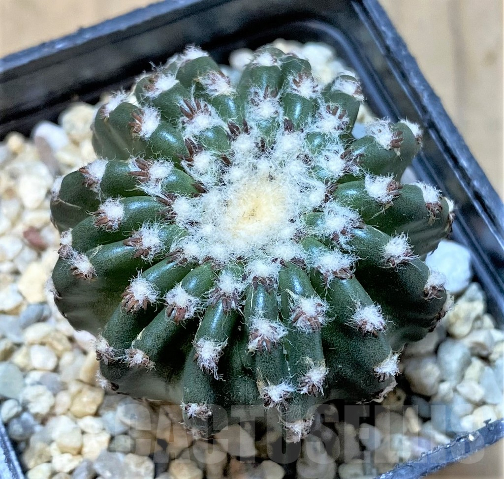 SHPR36065 Discocactus horstii