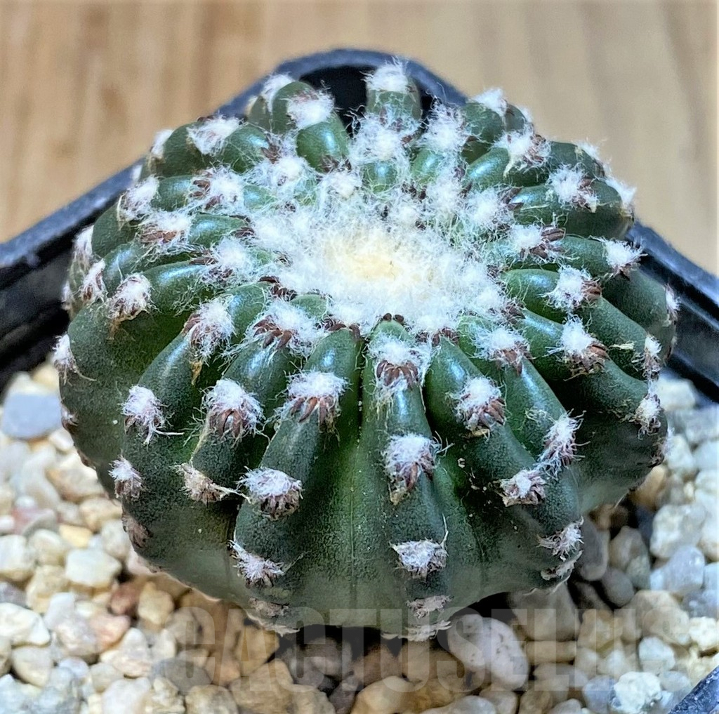 SHPR36065 Discocactus horstii - Image 2