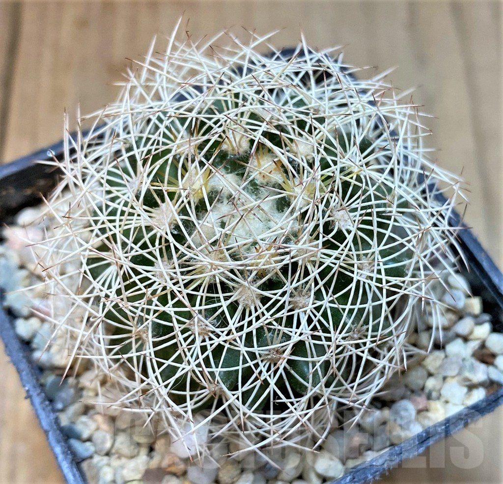 SHPR36066 Discocactus araneispinus - Image 2