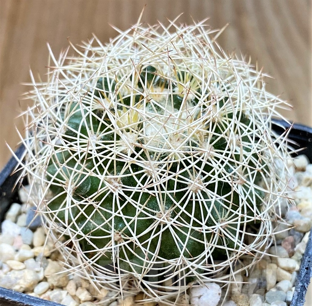 SHPR36066 Discocactus araneispinus