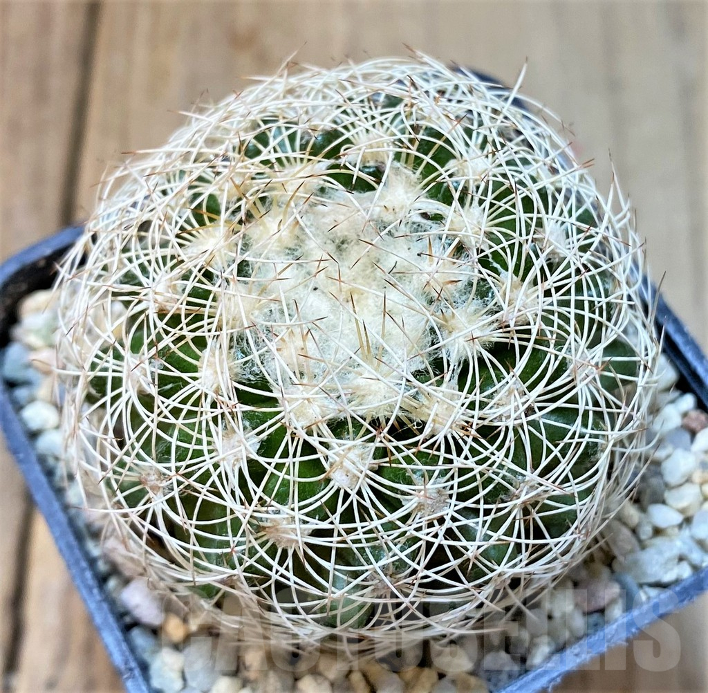 SHPR36067 Discocactus araneispinus