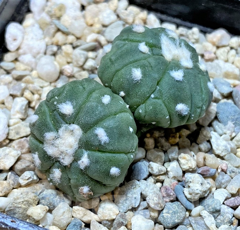 SHPR36162 Astrophytum asterias ‘Kikko Lizard Skin’ - Зображення 2