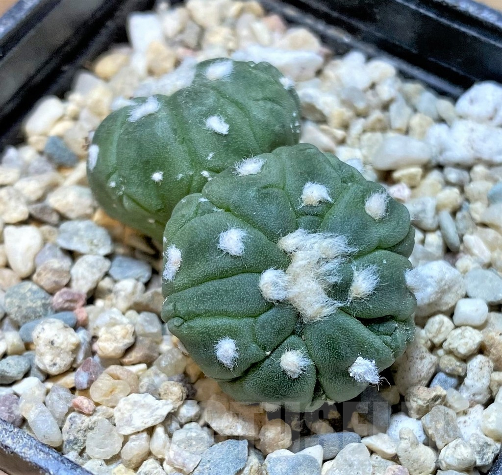 SHPR36162 Astrophytum asterias ‘Kikko Lizard Skin’
