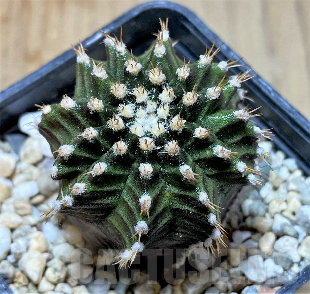 SHPR36217 Gymnocalycium mihanovichii 'Star line'