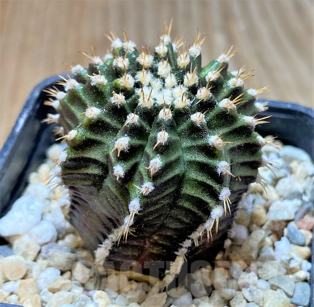 SHPR36217 Gymnocalycium mihanovichii 'Star line' - Image 2