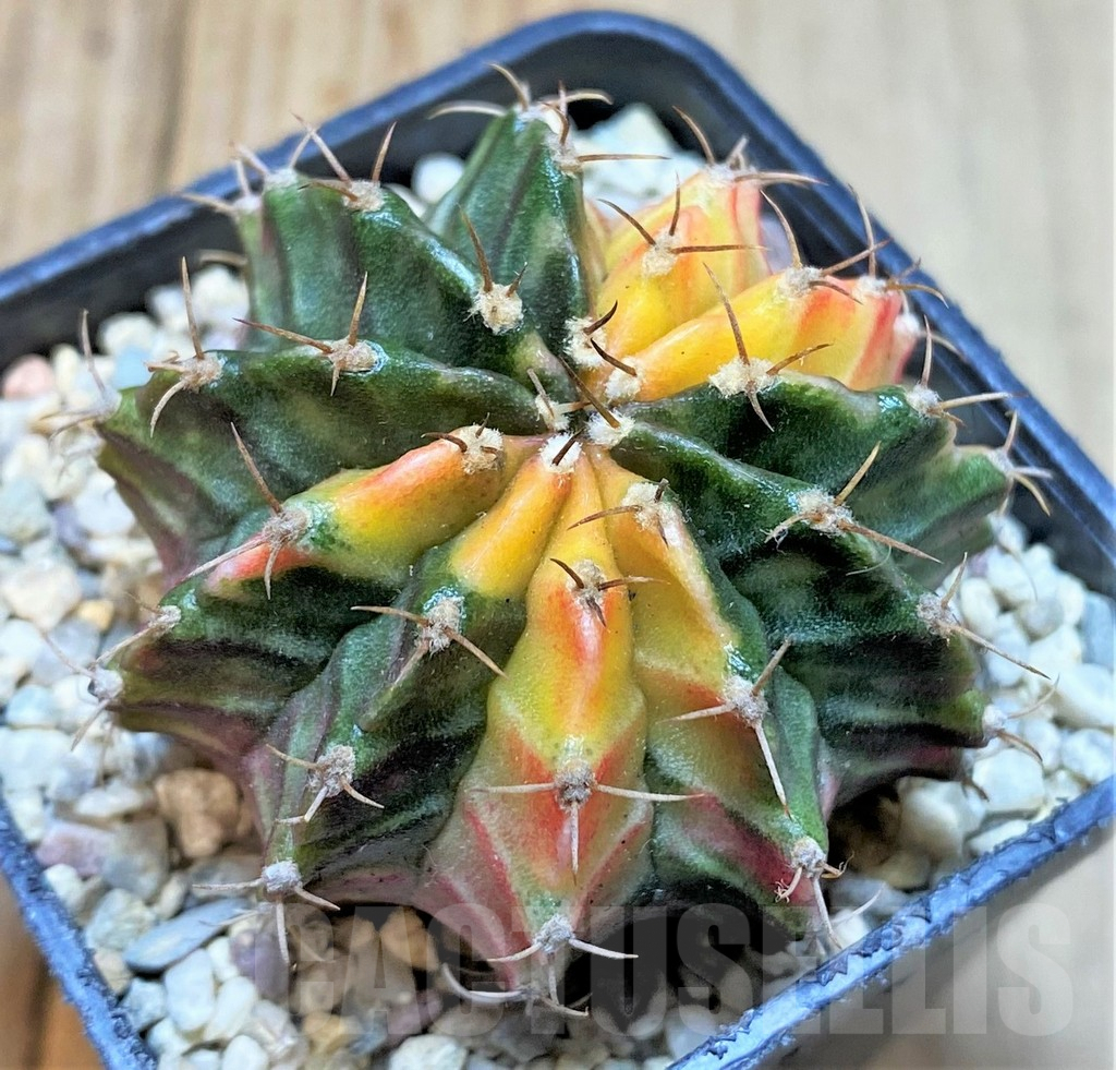 SHPR36218 Gymnocalycium mihanovichii f. variegata - Image 2