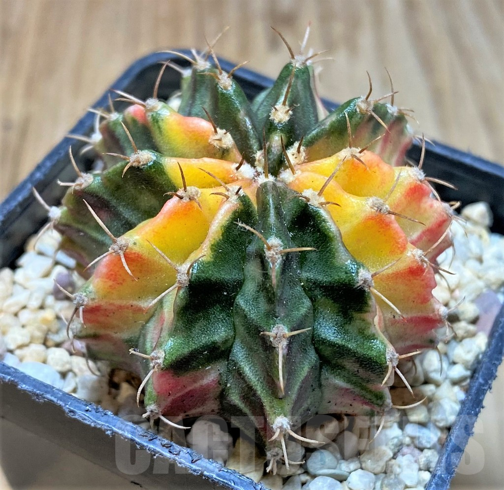 SHPR36218 Gymnocalycium mihanovichii f. variegata