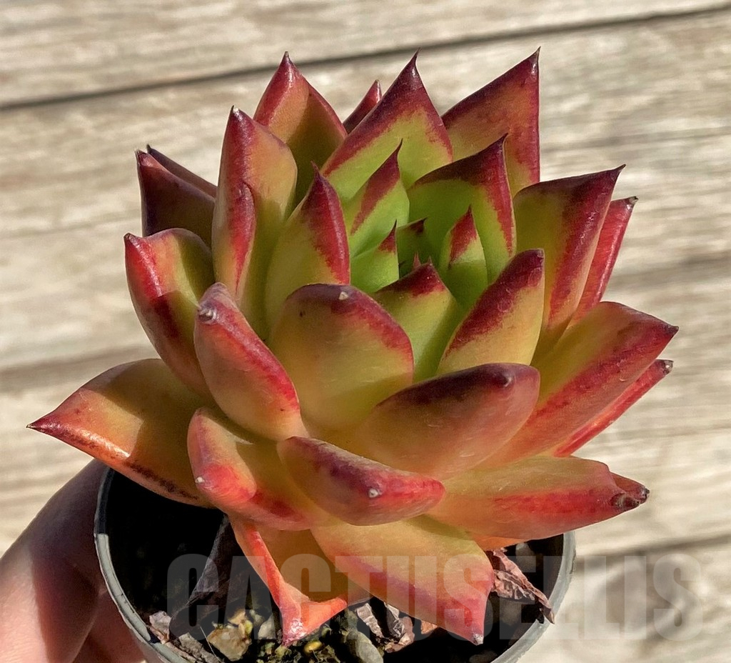 SHPR36279 Echeveria agavoides