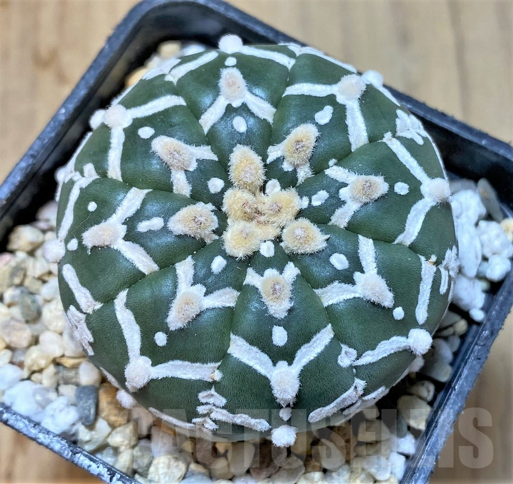 SHPR36164 Astrophytum asterias ‘Super Kabuto’ V-type f. nudum