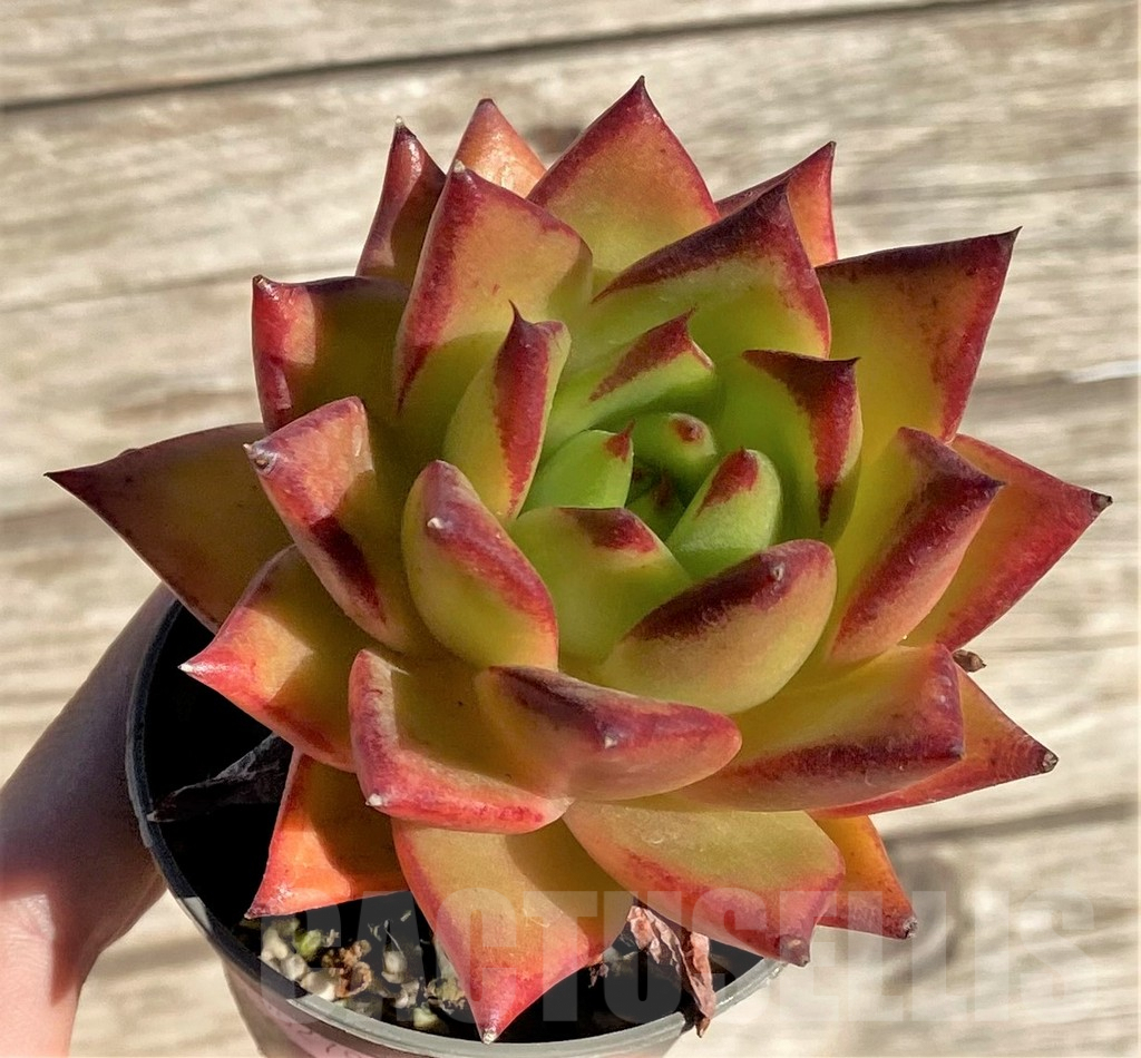 SHPR36279 Echeveria agavoides - Image 2