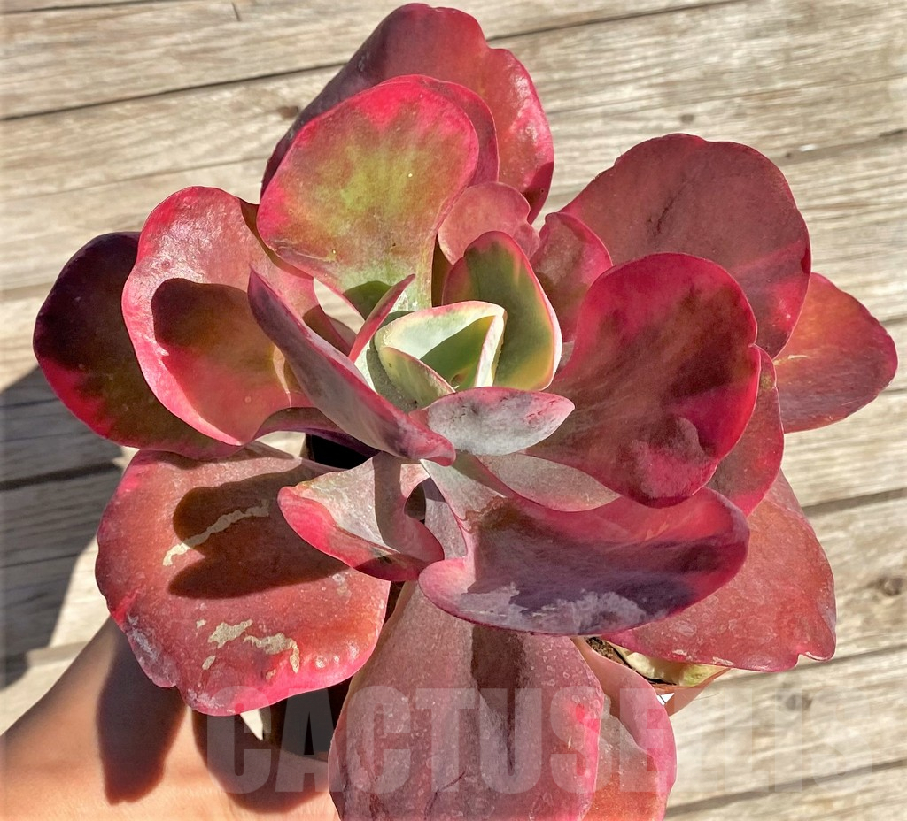 SHPR36280 Kalanchoe thyrsiflora f. variegata