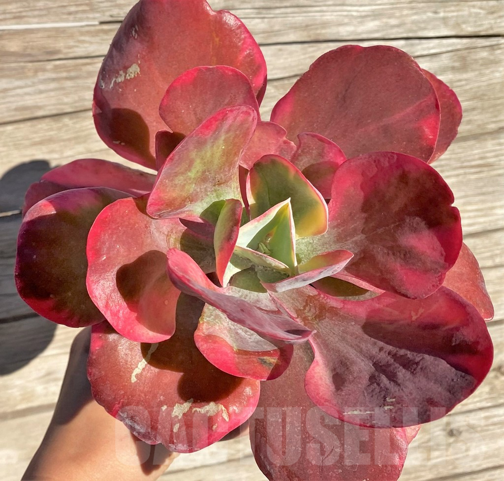 SHPR36280 Kalanchoe thyrsiflora f. variegata – Bild 3