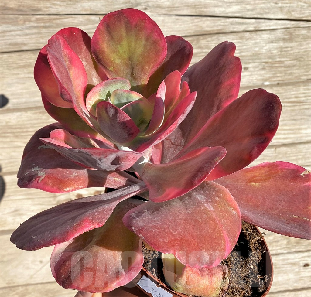 SHPR36280 Kalanchoe thyrsiflora f. variegata – Bild 2