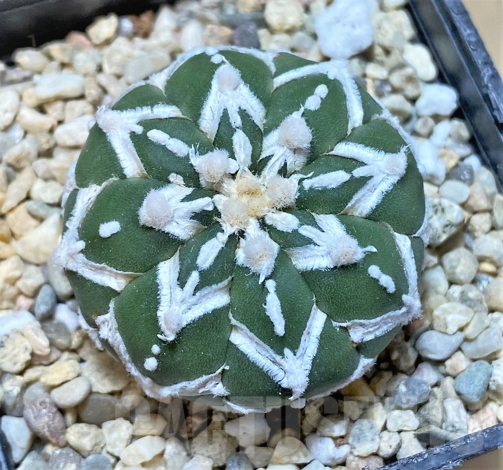 SHPR36165 Astrophytum asterias ‘Super Kabuto’ V-type f. nudum