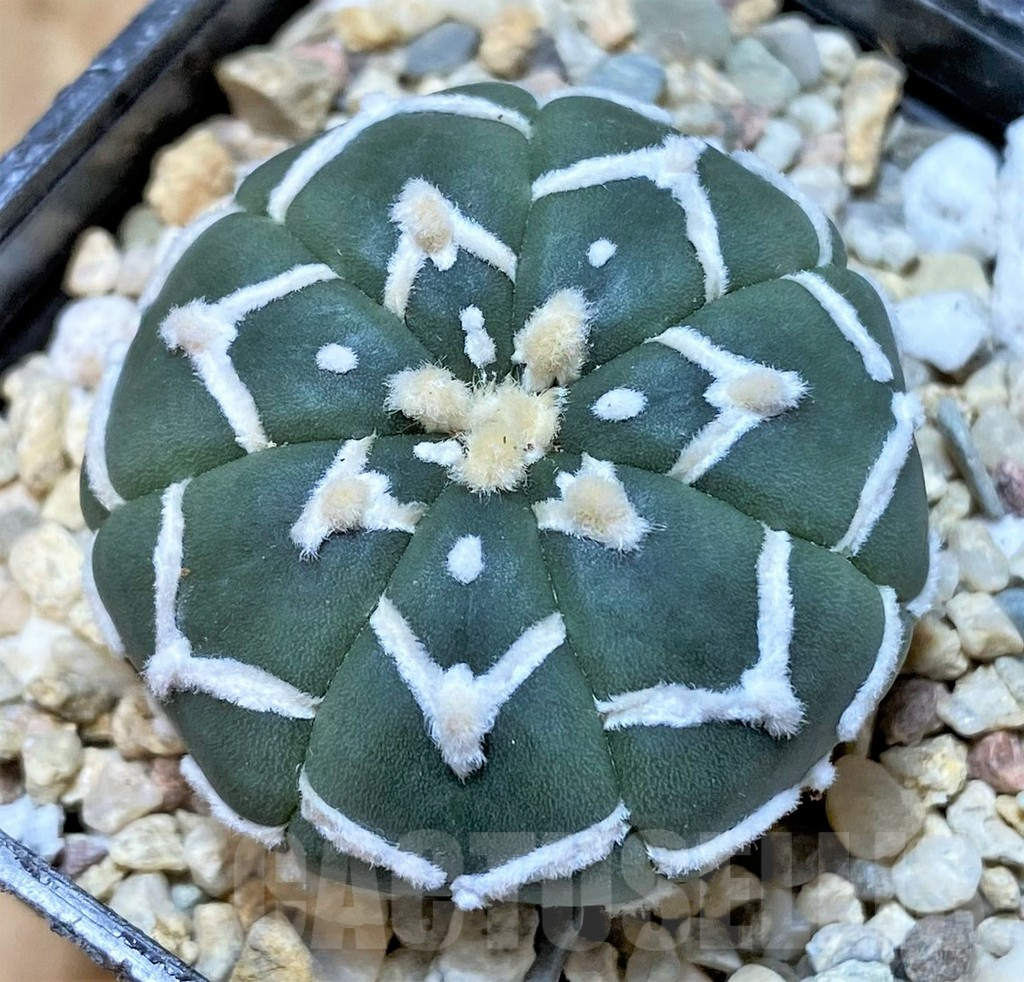 SHPR36167 Astrophytum asterias ‘Super Kabuto’ V-type f. nudum