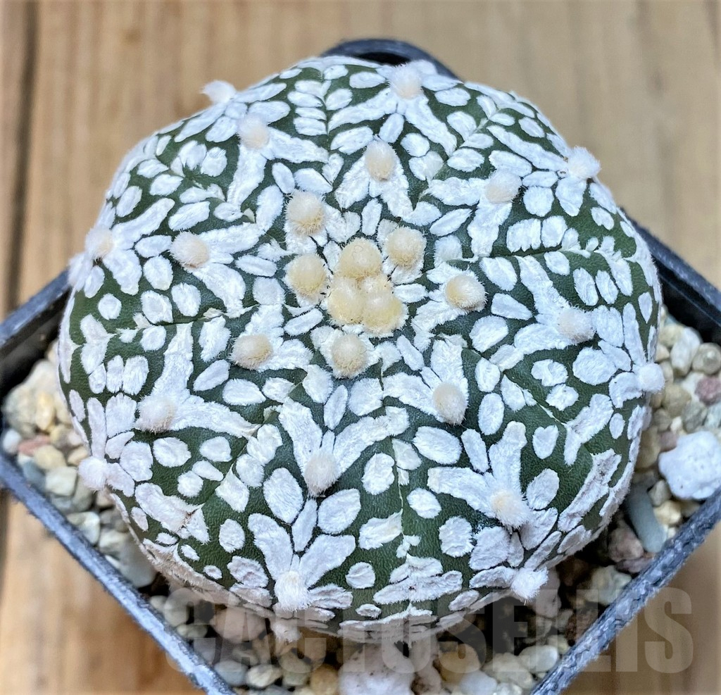 SHPR36168 Astrophytum asterias ‘Super Kabuto’ V-type