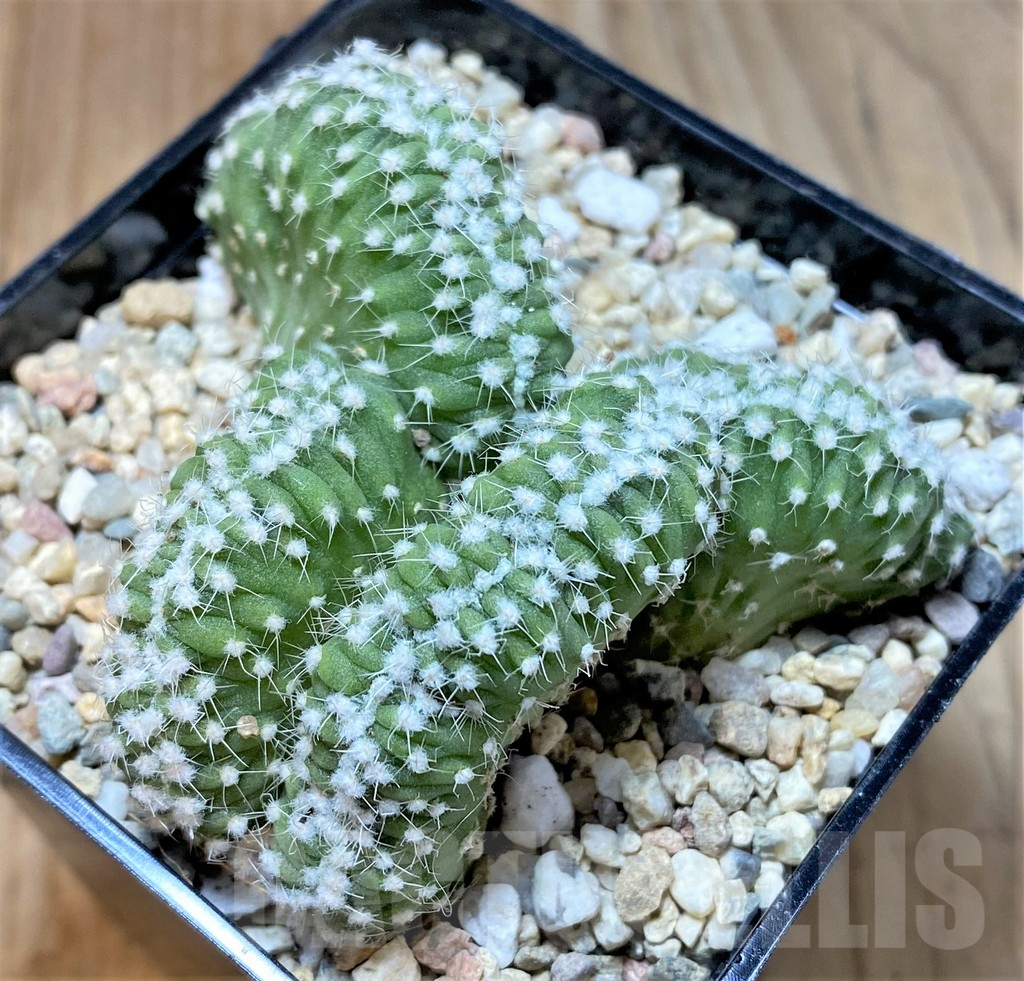 SHPR36161 Echinopsis subdenudata f. cristata