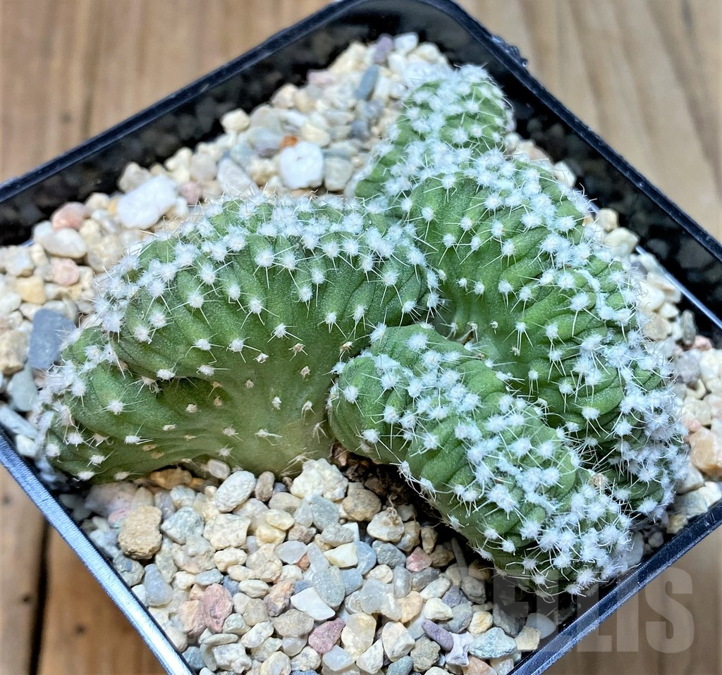 SHPR36161 Echinopsis subdenudata f. cristata - Зображення 2