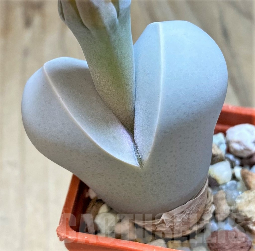 SHPR36445 Dinteranthus wilmotianus ssp. impunctatus