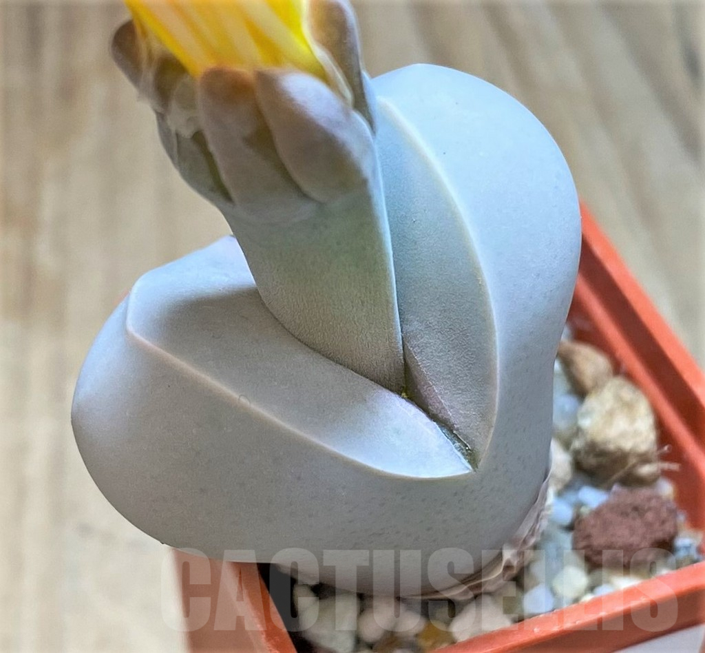 SHPR36445 Dinteranthus wilmotianus ssp. impunctatus - 画像 (2)