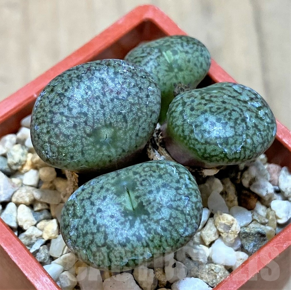 SHPR36447 Conophytum obcordellum v. ceresianum CR1408
