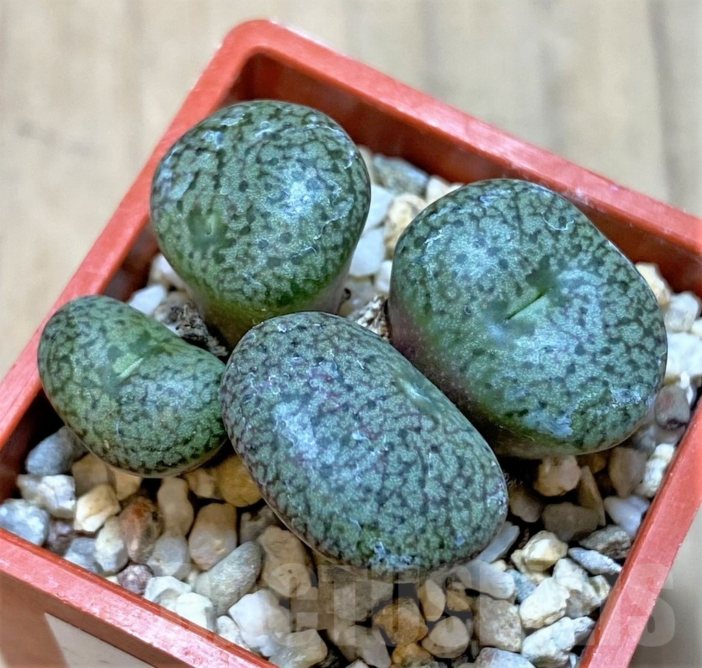 SHPR36447 Conophytum obcordellum v. ceresianum CR1408 - Imagen 2