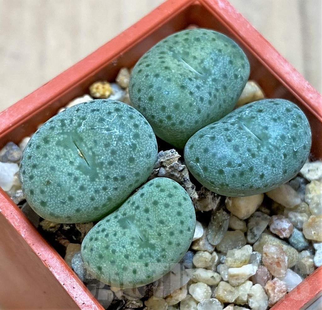 SHPR36448 Conophytum gratum jacobsenianum