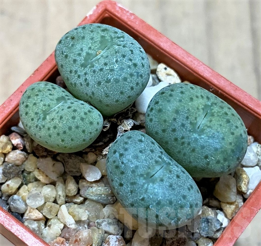 SHPR36448 Conophytum gratum jacobsenianum - Image 2