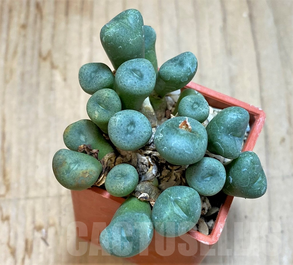 SHPR36449 Conophytum jucundum ssp. fragile - Image 2