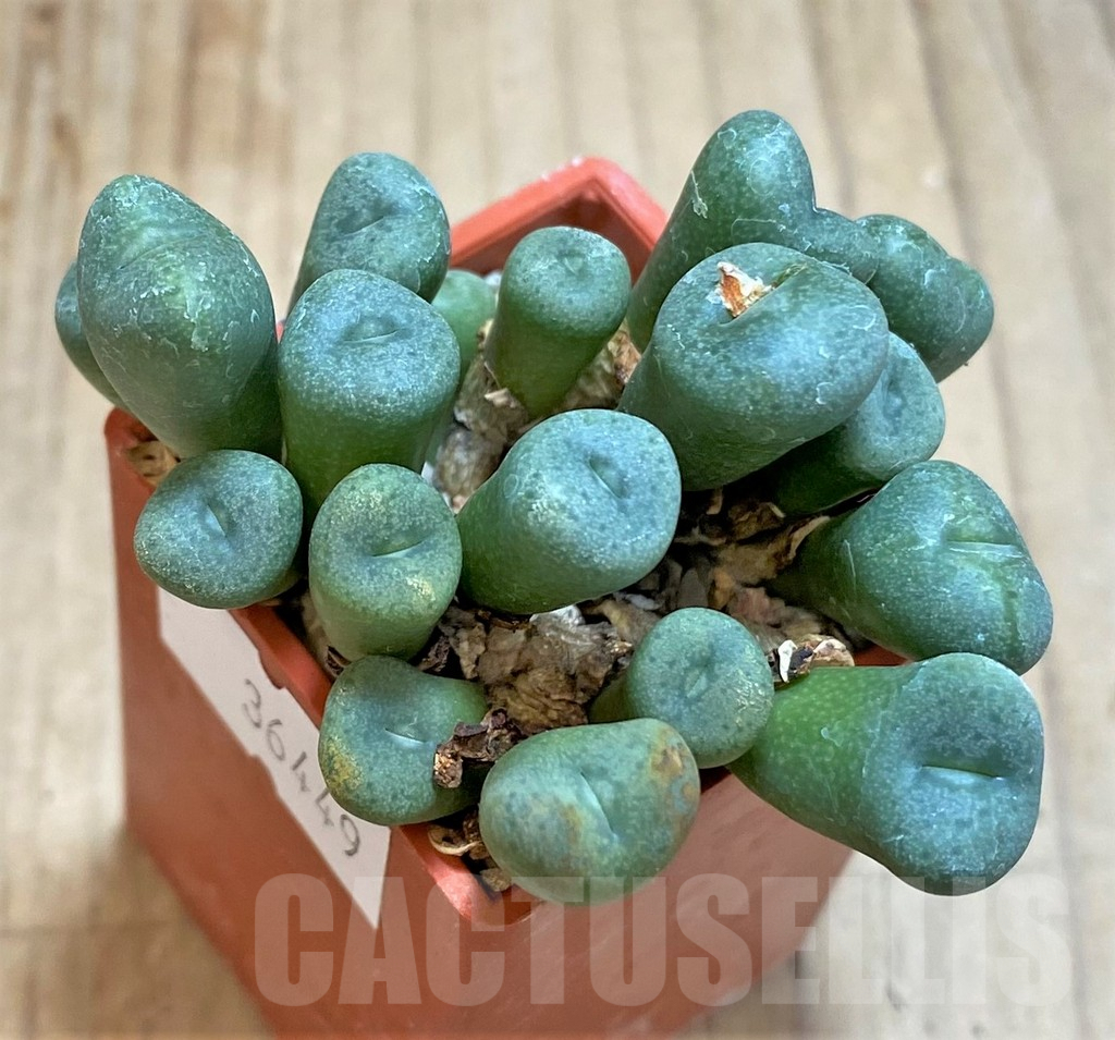 SHPR36449 Conophytum jucundum ssp. fragile