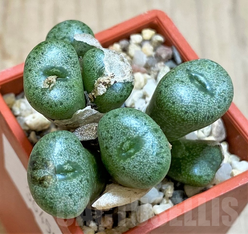 SHPR36450 Conophytum turbiniforme