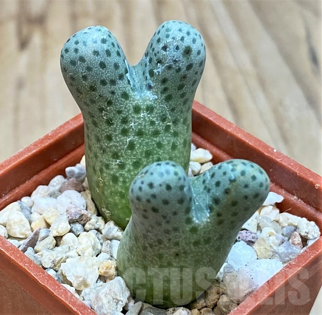 SHPR36451 Conophytum haramoepense ARM9550
