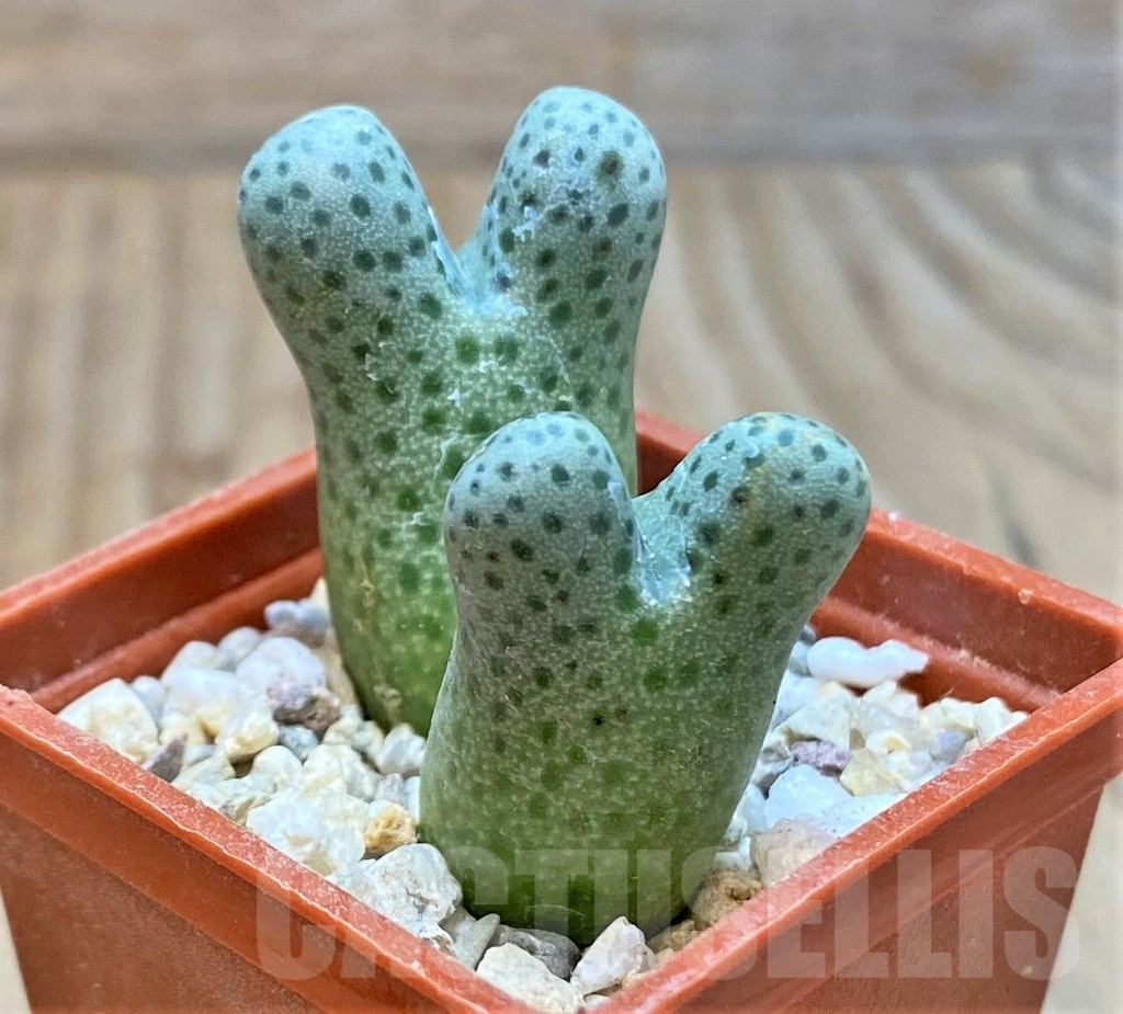 SHPR36451 Conophytum haramoepense ARM9550 - Image 2