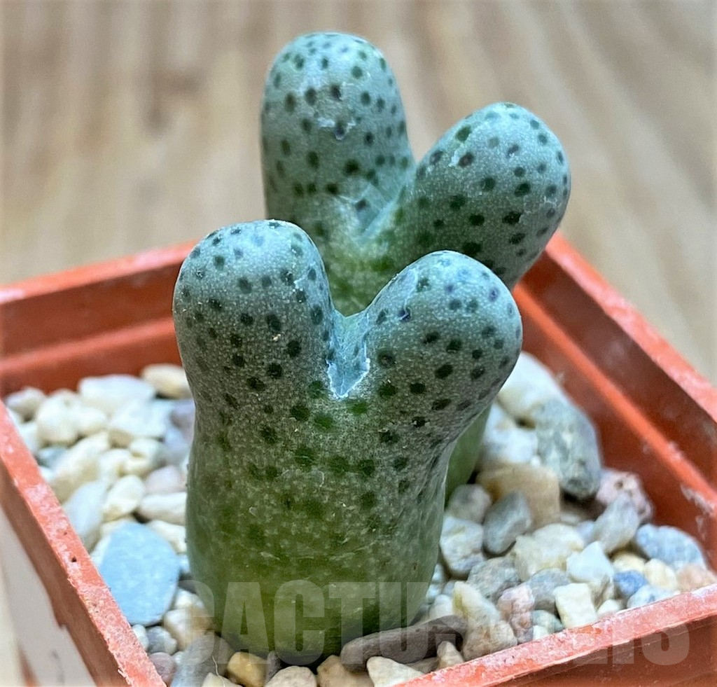 SHPR36452 Conophytum haramoepense ARM9550