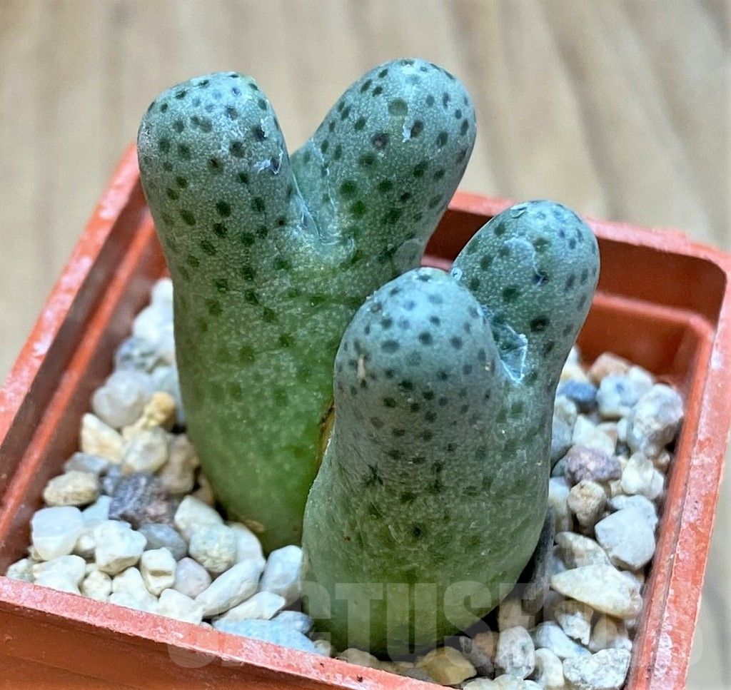 SHPR36452 Conophytum haramoepense ARM9550 – Image 2